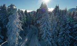 Ilgaz Dağı kış güneşinin vurduğu kar beyazı rengiyle büyüledi