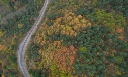 Kastamonu ormanlarında sonbaharın renkleri hakim