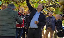 Çatalzeytin’de kivi hasat töreni düzenlendi