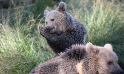 Bartın'da aracın çarptığı ayı yavrusu öldü