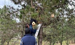 Kastamonu'da üniversiteli gençler kuşlara yuva yaptı