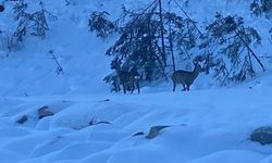 Kastamonu Azdavay'da karacalar yola indi!