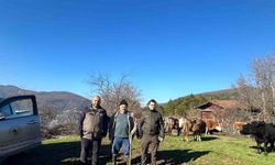 Bolu'da 4 gündür kayıp olan büyükbaşlar bakın nasıl bulundu