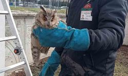 Bolu'da balkonda mahsur kalan baykuş kurtarıldı