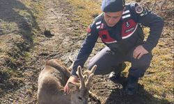 Kastamonu'da yaralı karaca, Jandarmanın yardımıyla kurtarıldı