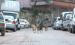 Kastamonu'da bir gün içerisinde 3 kişi köpek saldırısına uğradı