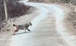 Nesli tehlike altında olan vaşak Artvin´de görüldü