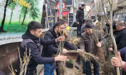 İnebolu ve Doğanyurt’ta ücretsiz 10 bin fidan dağıtıldı