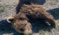 Kastamonu'da anne ayı ve yavrusu ölüme birlikte yürüdü