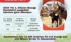 Kastamonulu besicilere müjde: Destek ödemeleri başladı