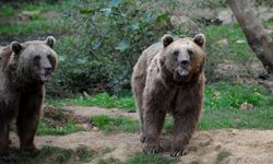 Ayı evin kapısına kadar geldi, çöpleri karıştırdı: O anlar kamerada