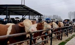 Kurban bayramı öncesi sıkı denetim