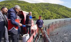 Karadere Barajında Alabalık üretimi yerinde incelendi