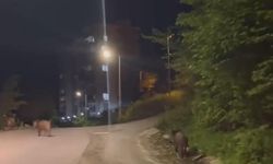 Yaban domuzları kente indi