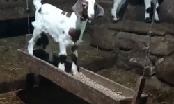 Oğlağın salıncak keyfi kamerada
