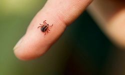 Kastamonu riskli bölgede: Keneye dikkat!