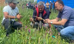 Kastamonu’da salep hasadı gerçekleştirildi