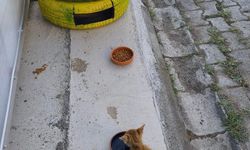 Atıklardan kedilere sıcak yuva