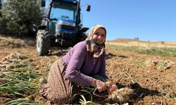 Taşköprü sarımsağında hasat dönemi başladı