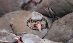 Kene mücadelesi sürüyor: 1 milyon keklik doğaya salındı!