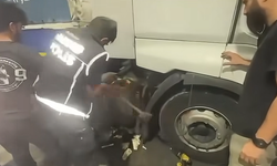 Kastamonu dahil 73 ilde binlerce zehir taciri yakalandı