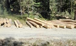 Kastamonu orman köylüsü OBM'ye isyan etti