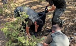 Kastamonu ormanlarında temizlik çalışması sürdürülüyor