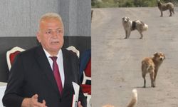 Kastamonu'da köylerdeki sokak köpekleri tek tek toplanıyor