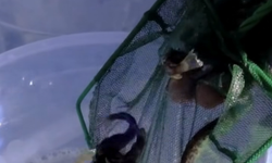 Kastamonu’ya 10 bin kırmızı benekli alabalık salındı