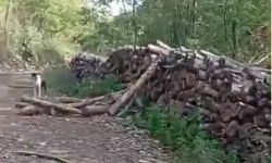 Kastamonu'da aç kalan ayılar ortalığı tarumar etti