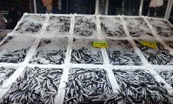 Kastamonu'da palamut denizden çekildi, hamsi sahneye çıktı!