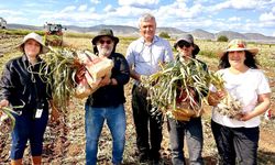 Kastamonu’nun sarımsağına şifa komşu Karabük’ten geldi