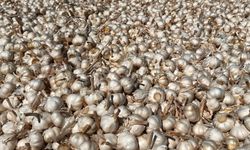 Taşköprü sarımsağında bu yıl 30 bin ton rekolte bekleniyor