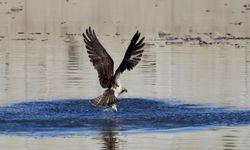 Kastamonu’da balık kartalları avlanırken görüntülendi
