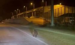 Kastamonu'da sanayi sitesinde yavru ayı görüntülendi