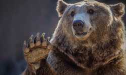 Kastamonu'nun "Ayı" ile temsil edilmesi tartışma yarattı