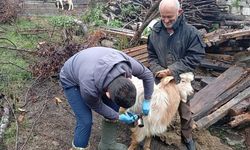 Tarım Müdürlüğü ekiplerinden Çatalzeytin’de aşılama atağı