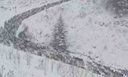 Anzer Yaylası beyaza büründü, yaylacılar karla mücadele etti