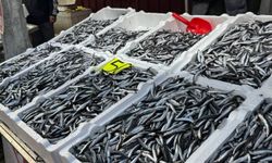 Karadenizde hamsi 150 liradan alıcı buldu