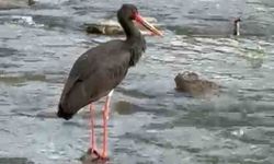 Türkiye’de nadir görülen kara leylek komşuda görüldü