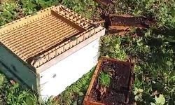 Cide’de aç ayılar arı kovanlarını parçaladı