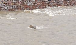 Cide’de çaya düşen karacaya zamanında müdahale