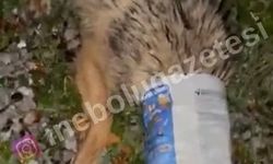 Kastamonu’da kirliliğin bedelini az kalsın 'çakal' ödüyordu