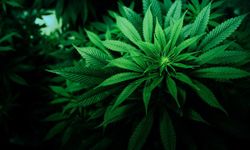 Kastamonu İl Tarım’dan duyuru: 1 Nisan 2026’da sona eriyor