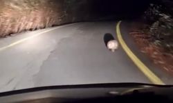 Hamile porsuk Kastamonu'da böyle görüntülendi