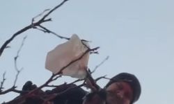 'Kuş operasyonu' gönülleri fethetti