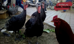 Neden yasak? Kastamonu halk pazarlarına giremiyorlar