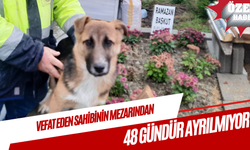 Vefat eden sahibinin mezarından 48 gündür ayrılmıyor