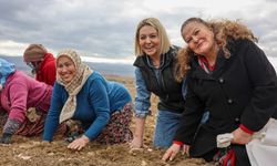 Milletvekili ve Başkanlar Taşköprü'de kadınlarla sarımsak dikti