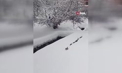 Kastamonu’da imamın çağırdığı kediler izleyenleri gülümsetti